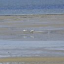 신평동1066 이미지