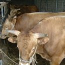 영인목장 이미지