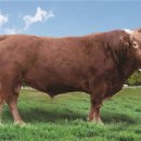 서성목장 이미지