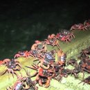Annual Red Crab Migration on Christmas Island 이미지