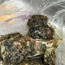 참굴 | 제철 별미 바위굴 택배후기 입안 가득 차는 크리미함 제철시기 먹는법
