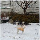동산유치원 | 고양애견유치원 우리 아이의 최고의 선택, 놀러오개 동산점 후기