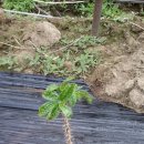 샤브작샤브작 이미지