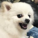 뿌이숑 이미지