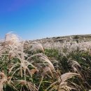 다랑쉬민박 이미지