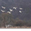 경안천 4 이미지