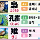 새이름 13-15 올빼미, 공작, 꿩 이미지