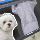 동물진료법인 포레스트 | 도봉구동물병원 동물진료법인 포레스트에서 1살 기념 건강검진