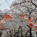 온산읍 덕신리 회야강변로(온산프라자 - 무궁화아파트 구간 강변로) | 울산 벚꽃 개화 실시간 도장깨기 (무거천, 작천정, 회야강)