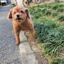 킴스애견미용실 네이버블로그