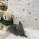 도도한 개냥이 이미지