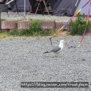 어은돌오토캠핑장 | (충남 태안) 어은돌 오토캠핑장 / 태안 바닷가 캠핑장 / 솔직후기 / A13 사이트 / 태안 캠핑장
