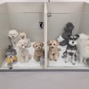 댕댕이의 품격 이미지