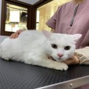 쥬디캣(Judy Cat) 이미지