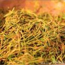 명문가든 이미지