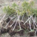 신풍농장 이미지