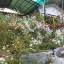 산골산나물