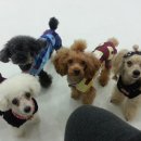 마리애견 이미지