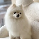 바나나 반려견 미용실 이미지