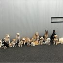 올 마스터 독 이미지