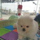 블루독 애견샵 이미지