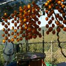 푸른농약사 이미지