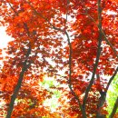 마치무릉도원 이미지