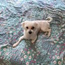 멍멍회관 이미지