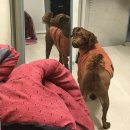 너.애.개 이미지