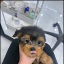 멍앤냥 강아지고양이 안양점 이미지