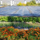 서광농장 이미지