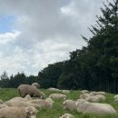 천일목장 이미지