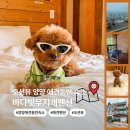 무지개펜션 | 양양 애견동반 숙소, 전 객실 오션뷰 바다빛무지개펜션