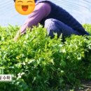 상호농장 네이버블로그