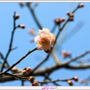 산수유 이미지