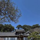 서산소나무힐링 | 지금 아니면 놓칩니다, 서산 수선화 절정 촬영지까지 완벽한 봄 여행지, 유기방가옥 후기