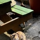 감나무집공할머니민박 이미지