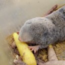 Blind Mole Rat... 이미지