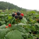 천해농장 이미지