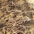 자연산 소나무잔나비버섯 황철편상황 4년근 백하수오 산청목 감초 약도라지 판매 이미지