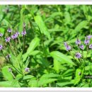 마편초 [Vervain] 이미지