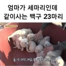 백구PC 이미지