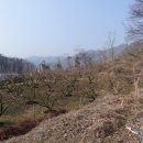 금이성