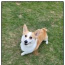 애견카페왕 이미지