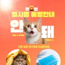 무마취 고양이 미용실 반할고양 네이버블로그