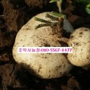 세일농장1 이미지