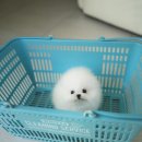 화이트포메라니안 이미지