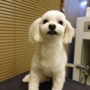 보우동물병원 이미지