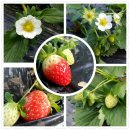 지영이네농장 이미지