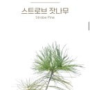 산수목